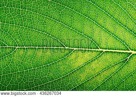 Green Leaf Deatailed Texture Super Close Up Macro