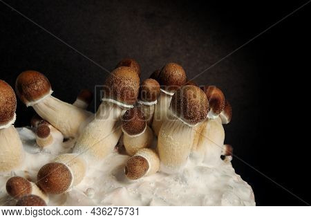 Micro Growing Of Psilocybe Cubensis On Black Background. Mycelium Block Of Psychedelic Psilocybin Mu