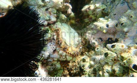 Bivalve Mollusc Mediterranean Scallop (pecten Jacobaeus) Undersea, Aegean Sea, Greece, Halkidiki