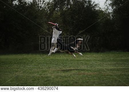 Border Collie Fluffy Black And Red Color With White Chest Jumps High And Grabs Plastic Flying Saucer