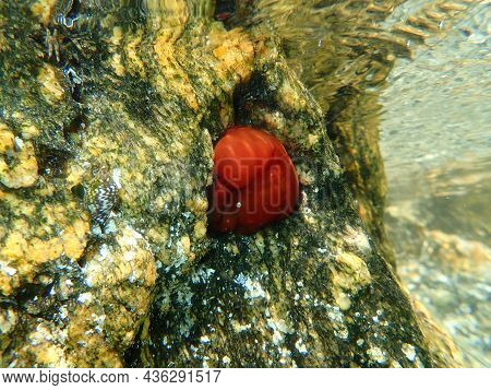 Closed Plum Anemone, Beadlet Anemone Or Red Sea Anemone (actinia Equina) Undersea, Aegean Sea, Greec