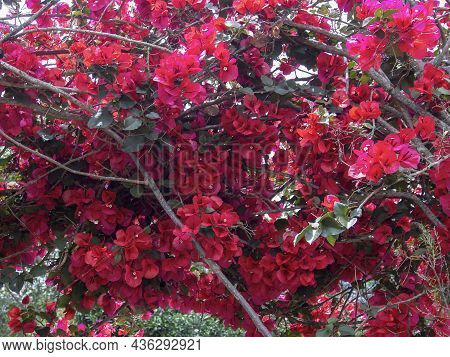 Close-up Photography Of A Red Buganvilla Plant, Captured In A Garden Near The Town Of Villa De Leyva