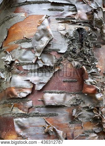 Uneven Layered Reddish-brown Texture Of Bird Cherry Bark. Thin Layers Of Bark Hang From The Tree. Ve