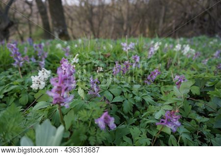 Wonderful Violett Pink And White Flowers In High Green Grass With Blurry Background. Nature Concept.