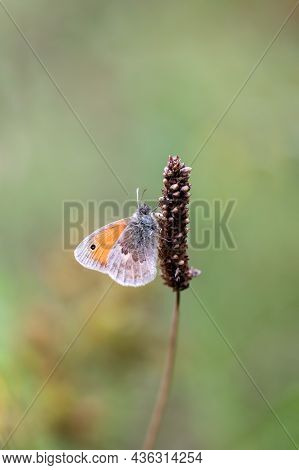 A Small Meadow Bird, Butterfly Sits On A Grass Plant. Is A Diurnal Butterfly.