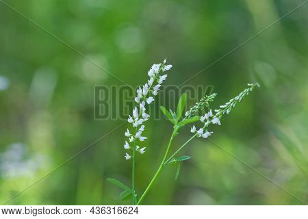 Flower Of A White Sweetclover, Melilotus Albus