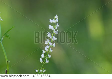 Flower Of A White Sweetclover, Melilotus Albus