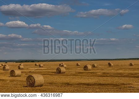 Agricultural Field With Prickly Straw From Wheat, The Grain From Which Was Collected For Food, Wheat