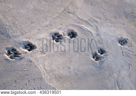 Dog Foot Print On Concrete Floor, Street Dog 's Footprints On Cement, Cement Sidewalk With Dog 's Fo