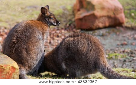 Two Wallabies Grazing In The Wild