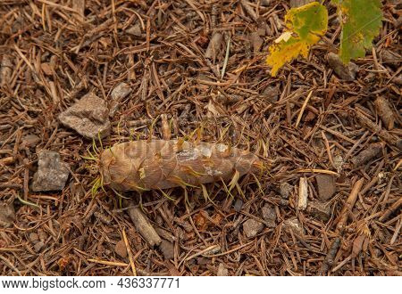 Douglas-fir (pseudotsuga Menziesii) Cone In Beartooth Mountains, Montana