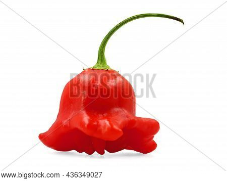 Ripe Red Chili Pepper, Capsicum Baccatum, Isolated On White Background