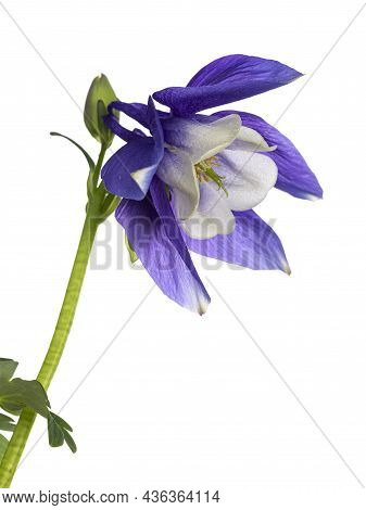 Side View Of Columbine Flower Aka Aquilegia Coerulea Head. Isolated On A White Background.