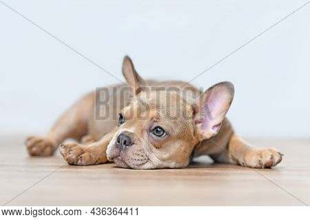 Young French Bulldog Dog Puppy With Healthy Nose Lying Down