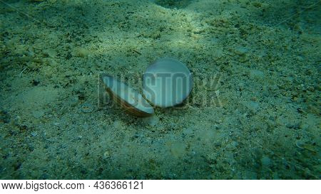 Seashell Of Bivalve Mollusc Smooth Clam (callista Chione) On Sea Bottom, Undersea, Aegean Sea, Greec