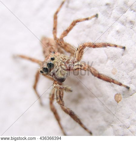 Closeup Macro Shot Of A Brown Jumping Spider Looking At The Camera While Standing On A Wall During D