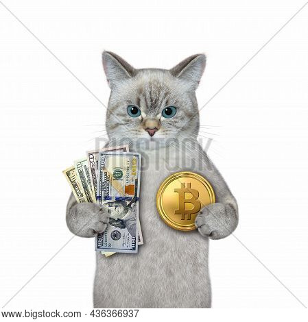 An Ash Cat Holds A Fan Of Dollars And A Gold Bitcoin. White Background. Isolated.