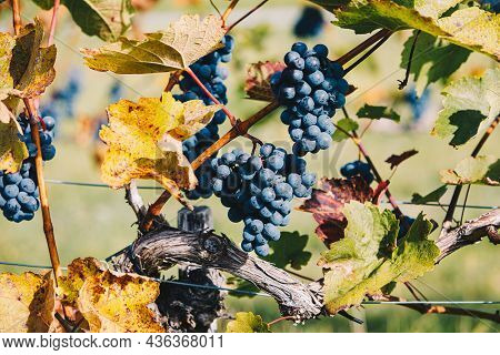 Grapes In The Vineyard During Autumn Harvest Time. Tasty Fresh Natural Organic Grapery In A Wine Reg