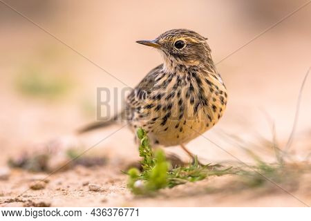 Meadow Pipit (anthus Pratensis) Is A Small Passerine Bird Which Breeds In Much Of Northwestern Euras