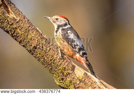 Middle Spotted Woodpecker (dendrocopos Medius). Looking For Food In A Tree. Wildlife In Nature. Neth