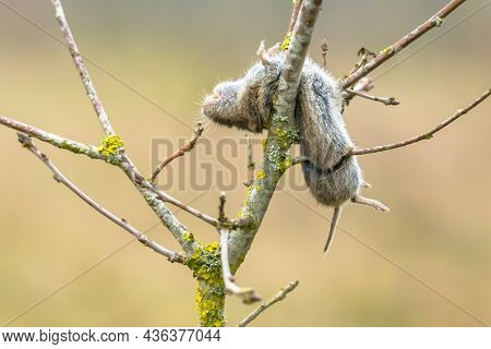 Vole Mouse Impaled On Thorn By The Great Grey Shrike (lanius Excubitor). This Is A Large Songbird Sp