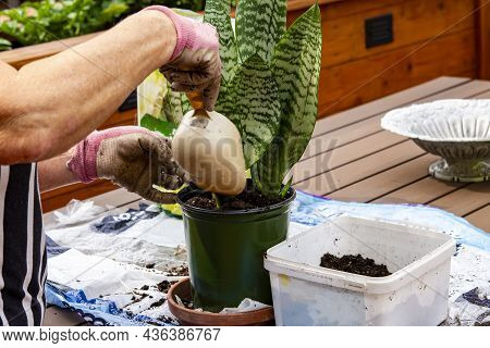The Gardener Has Transplanted An Indoor Flower And Is Adding Soil To A New Flower Pot.