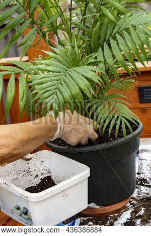 Florist Transplants Indoor Plants In Autumn Into More Comfortable, Large Flower Pots