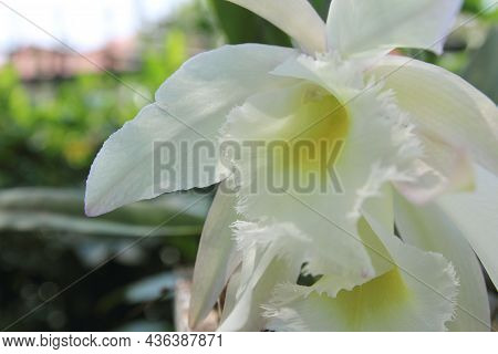 Cattleya Queen Sirikhit (cattleya Hybrids.) Flower For Thai Woman Day.