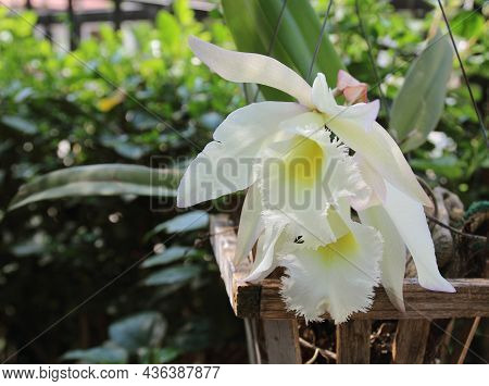 Cattleya Queen Sirikhit (cattleya Hybrids.) Flower For Thai Woman Day.