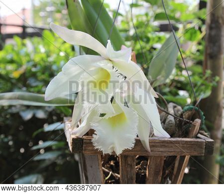 Cattleya Queen Sirikhit (cattleya Hybrids.) Flower For Thai Woman Day.