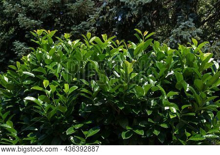 A Look At Prunus Laurocerasus Or Cherry Laurel, Evergreen Shrub In The Garden, Sofia, Bulgaria