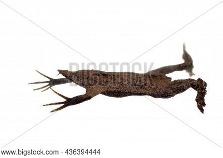 A Strange Surinam Toad On White Backround