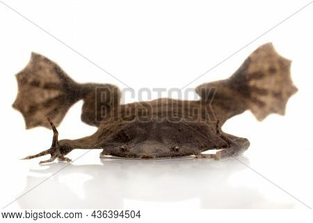 A Strange Surinam Toad On White Backround
