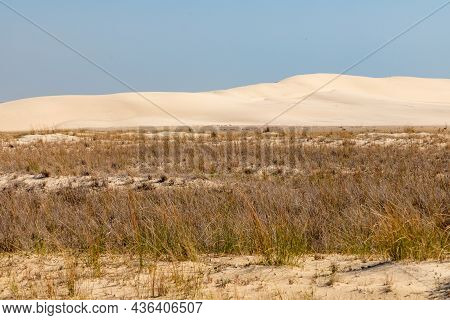 Dunes With Wind Marks And Vegetation