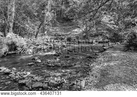 Horner Woods In Somerset
