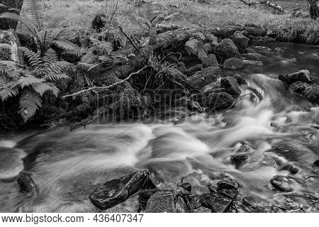 Horner Woods In Somerset
