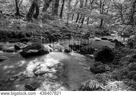Horner Woods In Somerset