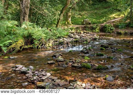 Horner Woods In Somerset