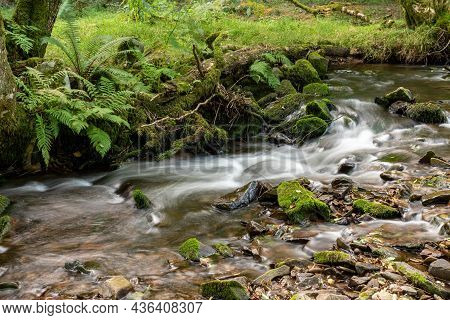 Horner Woods In Somerset