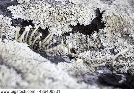 Different Types Of Mosses And Lichens On Large Boulders In Karelia. Lasallia Pustulata Is A Species 