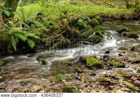 Horner Woods In Somerset