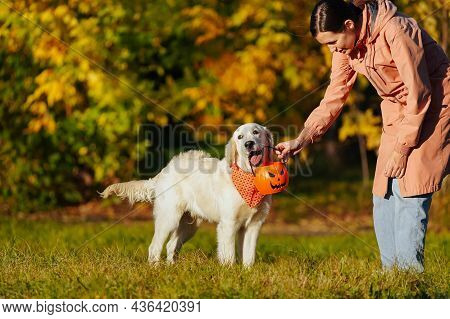 Girl In A Pink Raincoat Gives Golden Retriever Puppy In Bright Orange Bandana A Pumpkin Shape Or Jac