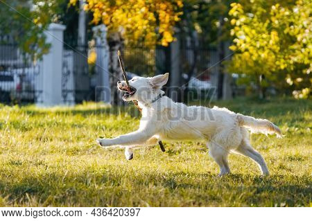 Happy Golden Retriever Puppy Runs With A Long Stick In His Teeth Through A Dog Park Against The Back