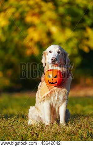 Adorable Golden Retriever With Checkered Bandana Sits In Park On Autumn Bush With Yellow Leaves Back