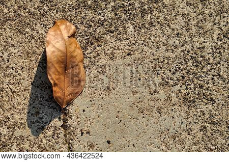 Dry Leaves Lying Below On The Ground