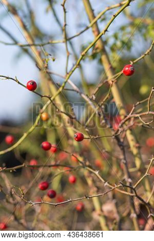 Ripe Rose Hips On The Branches Of A Bush Close-up In Late Autumn