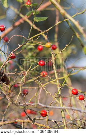 Ripe Rose Hips On The Branches Of A Bush Close-up In Late Autumn
