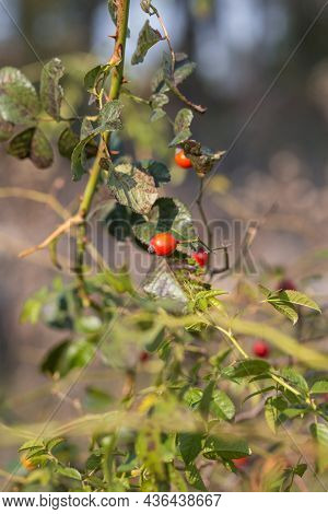 Ripe Rose Hips On The Branches Of A Bush Close-up In Late Autumn