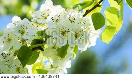 Pear Flowers. Blooming Tree In The Garden. White Delicate Flowers And Green And Young Leaves. Malina