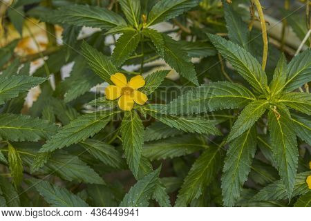 Close Up View Of Turnera Flower Plant . Beautiful Nature Backgrounds. Sweden.